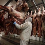デンマーク政府は、動物の虐殺を禁止