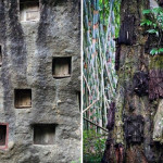 木の幹に埋設されている彼の死んだ子供インドネシアの南スラウェシ州における部族丘エリア