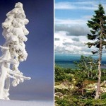 世界で9500年最も古い木は、中央スウェーデンの山で発見されました