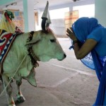 グジャラート州のインド州は、生命刑で牛の虐殺を処罰する