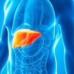 肝臓は血液を浄化し、体内で約500の重要な機能を果たします
